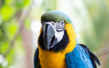 Güzel Mavi-Sarı Macaw yağmur ormanlarında