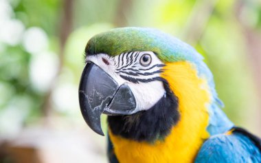 Güzel Mavi-Sarı Macaw yağmur ormanlarında