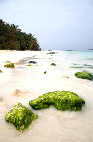 美丽的热带海滩 岩石上有绿色苔藓 — 图库照片