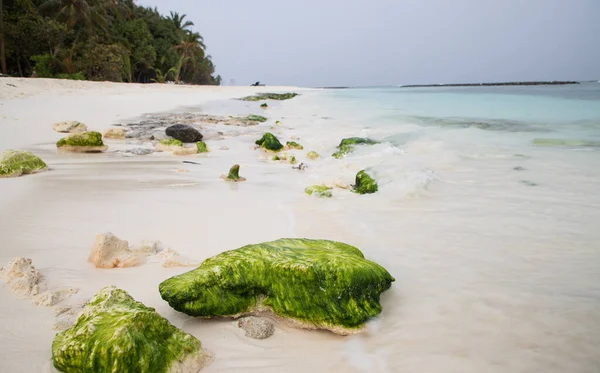 Mooi Tropisch Strand Met Groen Mos Rotsen — Stockfoto