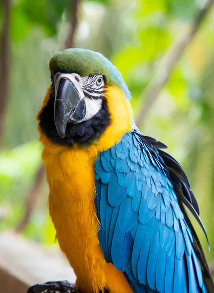 热带雨林中美丽的蓝黄相间的麦克洛 — 图库照片