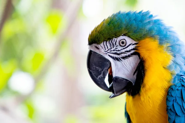 Krásná Modrá Žlutá Macaw Deštném Pralese — Stock fotografie