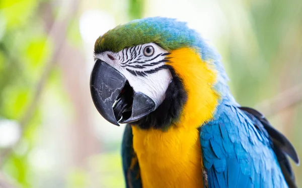 Piękne Niebiesko Żółte Macaw Lesie Deszczowym — Zdjęcie stockowe