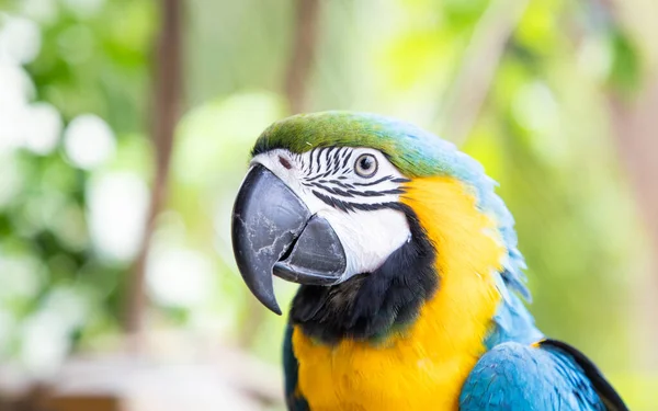 Όμορφο Blue Yellow Macaw Στο Τροπικό Δάσος — Φωτογραφία Αρχείου