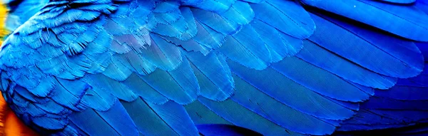 Zbliżenie Skrzydła Macaw Pióra Karaiby — Zdjęcie stockowe