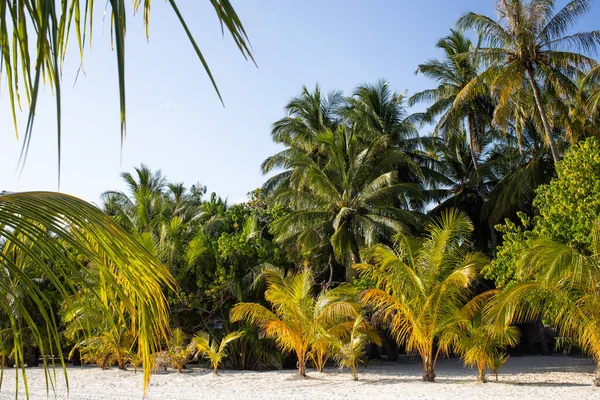 ヤシの木がある素晴らしい熱帯の島 — ストック写真