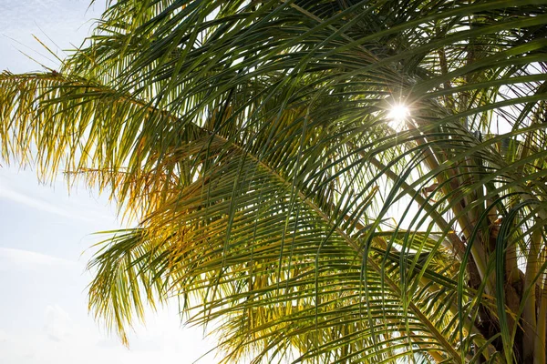 Incredibile Isola Tropicale Con Palme — Foto Stock