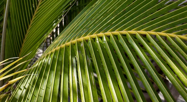 Île Tropicale Incroyable Avec Des Palmiers — Photo