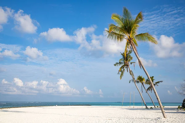 Amazing Tropical Island Palm Trees — Stock Photo, Image
