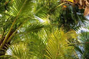 Palmiye ağaçları tropik yeşillik arkaplanı