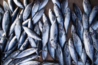 Piyasada taze balık yatıyordu.