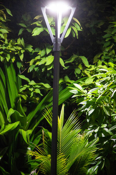 dark green tropical plants at night