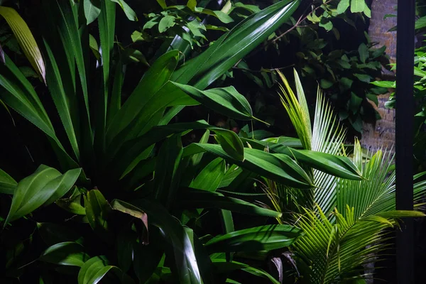Tmavě Zelené Tropické Rostliny Noci — Stock fotografie