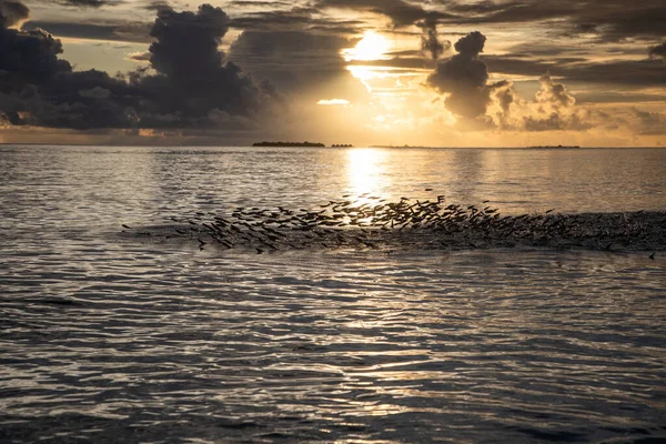 Coucher Soleil Incroyable Sur Mer Sur Une Île Tropicale — Photo