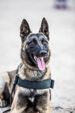 Polis köpeği kameraya poz veriyor.