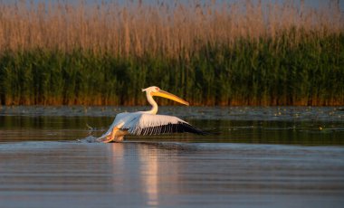Gün batımında gölde pelikanlar