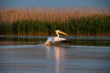 Gün batımında gölde pelikanlar