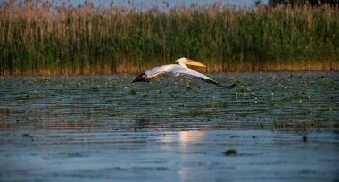 Gün batımında gölde pelikanlar