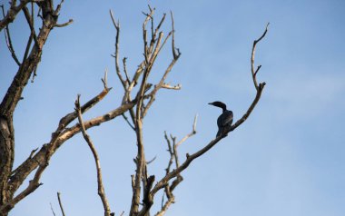 Delta 'daki büyük karabatak kuşu.