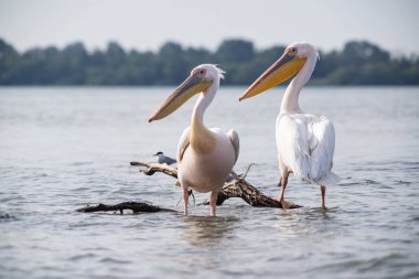 Gün batımında gölde pelikanlar
