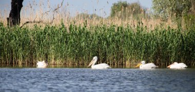 Gün batımında gölde pelikanlar
