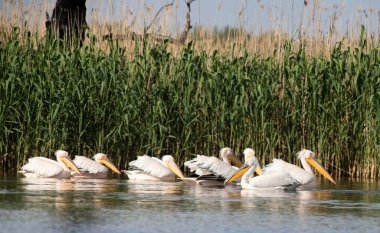 Gün batımında gölde pelikanlar