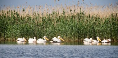 Gün batımında gölde pelikanlar