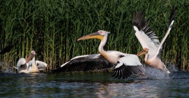 Gün batımında gölde pelikanlar