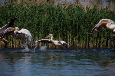 Gün batımında gölde pelikanlar