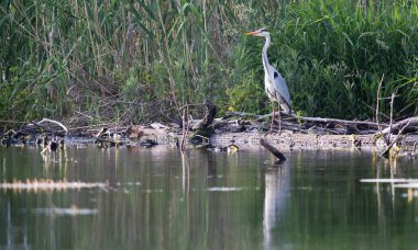 Gri balıkçıl gölde 