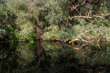 Güzel yeşil yaz yaprakları Delta 'daki suya yansıyor.