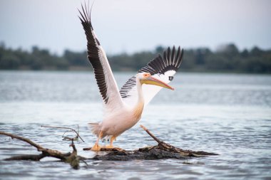 Gün batımında gölde pelikanlar