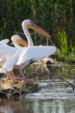 Gün batımında gölde pelikanlar
