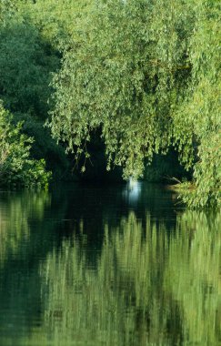Güzel yeşil yaz yaprakları Delta 'daki suya yansıyor.