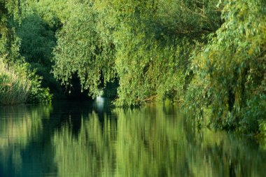 Güzel yeşil yaz yaprakları Delta 'daki suya yansıyor.