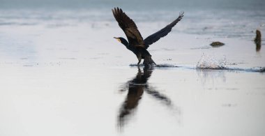 Delta 'daki büyük karabatak kuşu.