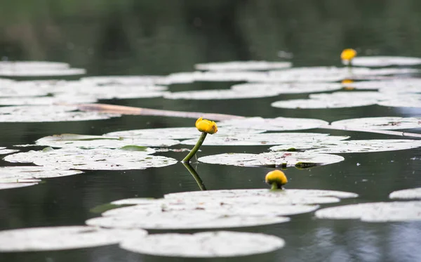 Yellow Water Lilies Lake — стокове фото