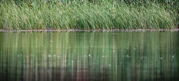 Красивая Ярко Зеленая Летняя Листва Отражающаяся Воде Дельте — стоковое фото