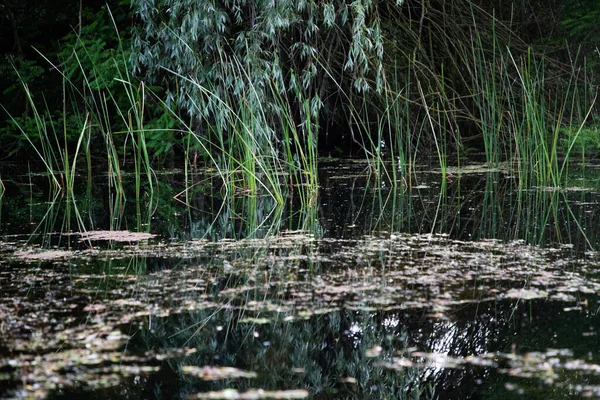 Güzel Yeşil Yaz Yaprakları Delta Daki Suya Yansıyor — Stok fotoğraf