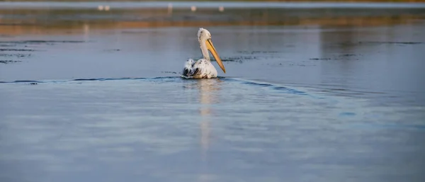 Пеликаны Озере Закате — стоковое фото