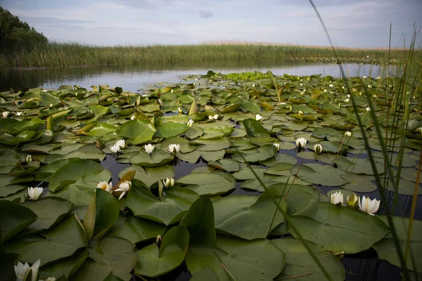 White Water Lilies Lake — Stock Photo, Image