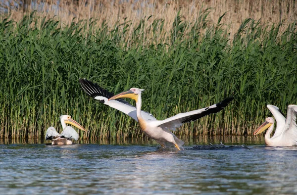 Pelikanen Het Meer Bij Zonsondergang — Stockfoto