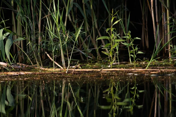 Piękne Jasne Zielone Liście Letnie Odzwierciedlające Wodzie Delcie — Zdjęcie stockowe