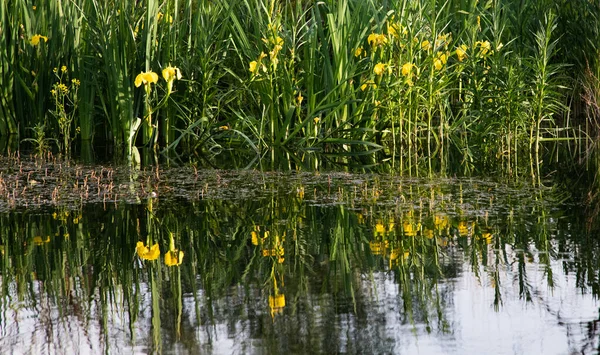 Piękne Jasne Zielone Liście Letnie Odzwierciedlające Wodzie Delcie — Zdjęcie stockowe