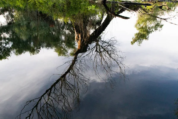 Bela Folhagem Verde Brilhante Verão Refletindo Água Delta — Fotografia de Stock