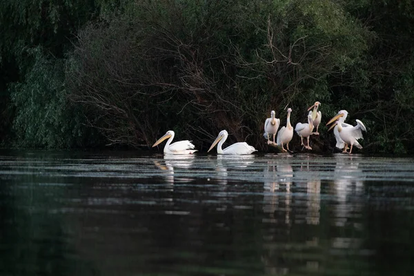 Pelicanos Lago Pôr Sol — Fotografia de Stock