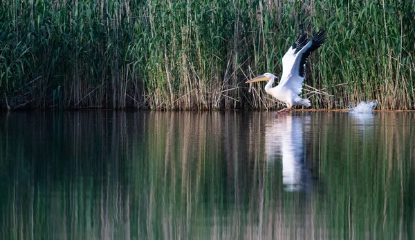 Pelicanos Lago Pôr Sol — Fotografia de Stock