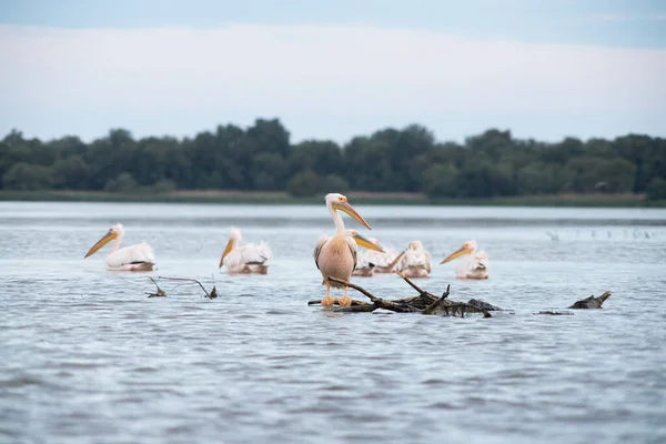 Pelícanos Lago Atardecer —  Fotos de Stock