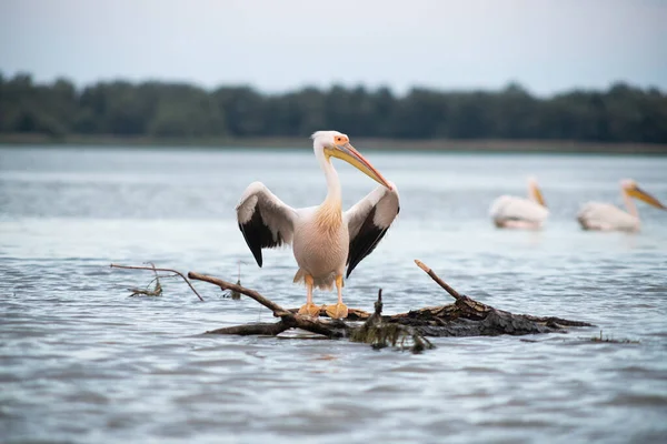 Pelikane Auf Dem See Bei Sonnenuntergang — Stockfoto