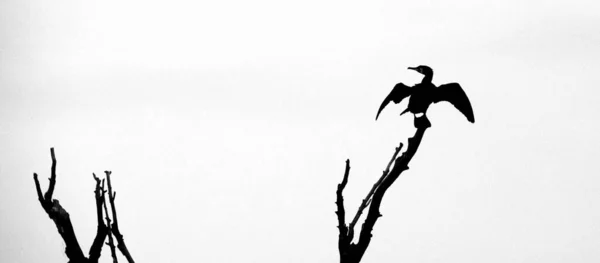 Grand Oiseau Cormoran Dans Delta — Photo